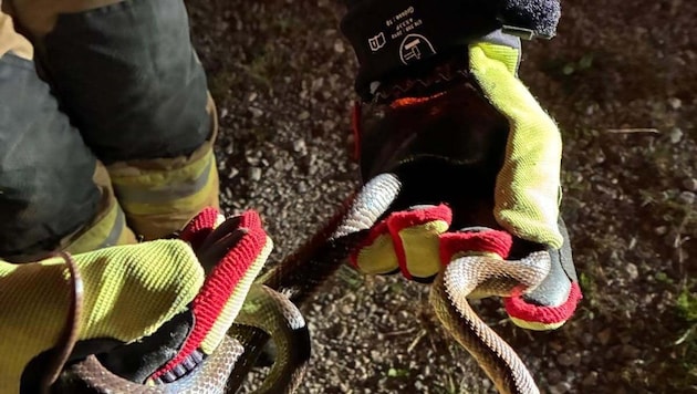 Die Feuerwehr setzte das Tier wieder aus.