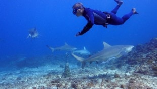 Shark Med Nirgends sind Haie so gefährdet wie im Mittelmeer.