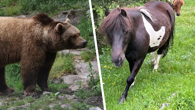 Ein Braunbär (links, Symbolfoto) hat kürzlich das Shetland-Pony „Pumuckl“ (rechts) getötet.