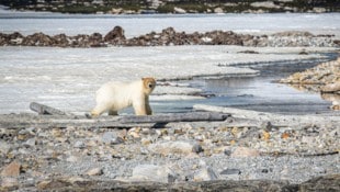 In Norwegen und in Kanada riskieren Störenfriede bei der Störung von Eisbären hohe Geldstrafen ...