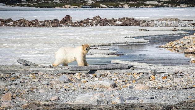 In Norwegen und in Kanada riskieren Störenfriede bei der Störung von Eisbären hohe Geldstrafen ...