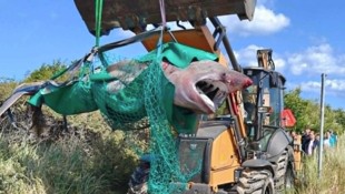 Das tote Hai-Weibchen wurde an einem dänischen Strand gesichtet und aus dem Wasser gezogen.