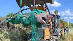 Das tote Hai-Weibchen wurde an einem dänischen Strand gesichtet und aus dem Wasser gezogen.