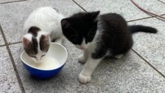 Liebevoll wird sich für Tiere in Not eingesetzt. 