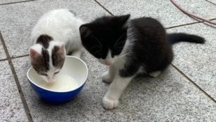Liebevoll wird sich für Tiere in Not eingesetzt. 
