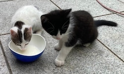Liebevoll wird sich für Tiere in Not eingesetzt. 