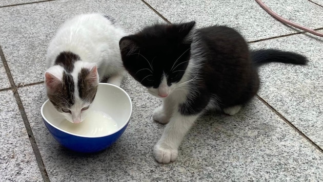 Liebevoll wird sich für Tiere in Not eingesetzt.