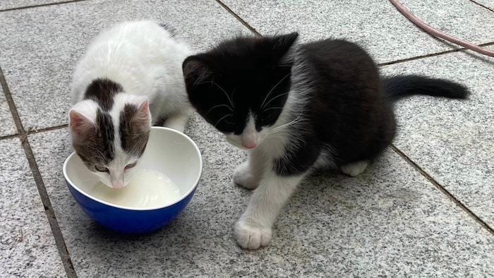 Ein Herz für Fellnasen hat der Kärntner Katzenschutzverein.