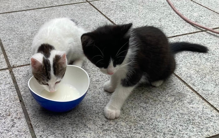 Ein Herz für Fellnasen hat der Kärntner Katzenschutzverein.