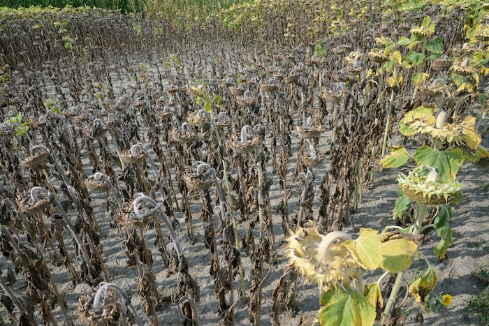 While nature suffers from the drought, the government is—once again—struggling to reach a ...