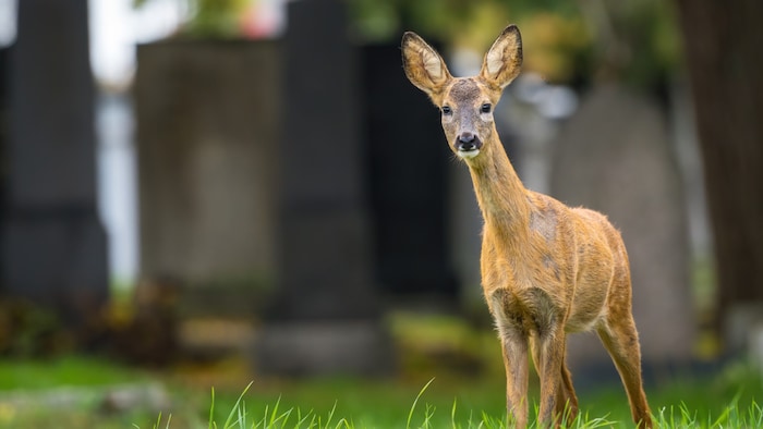 Der Friedhof als Lebensraum für unsere Wildtiere.