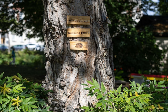 Die alten Bäume spenden Schatten. An heißen Tagen wird der Garten zu einem kühlen Rückzugsort
