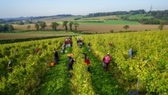 In wenigen Wochen startet die heurige Ernte.