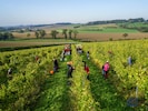 In wenigen Wochen startet die heurige Ernte.