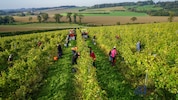 In wenigen Wochen startet die heurige Ernte.