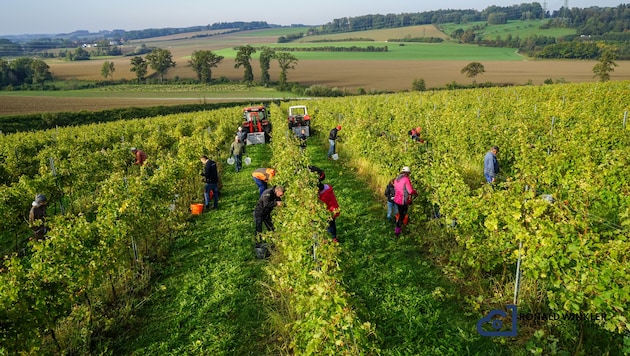 In wenigen Wochen startet die heurige Ernte.