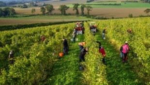 In wenigen Wochen startet die heurige Ernte.