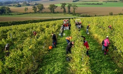 Dieser Tage startet die Weinlese in Oberösterreich.