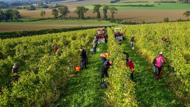 Dieser Tage startet die Weinlese in Oberösterreich.