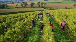 In wenigen Wochen startet die heurige Ernte.