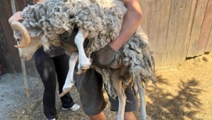 Trauriges Bild: das Fell verfilzt und die Klauen verformt