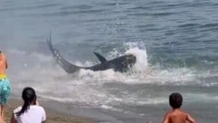 Der etwa 300 Kilo schwere verletze Thunfisch ist in Marbella gestrandet.