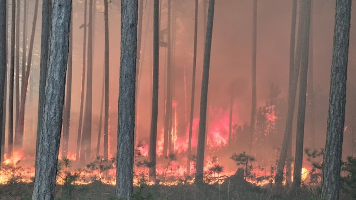 Waldbrände wie das kürzliche Inferno im Föhrenwald können gerade bei lang anhaltender ...