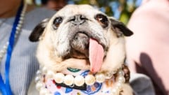 Die Mops-Hündin „Jinny Lu“ ist als „hässlichster Hund der Welt“ gekürt worden.