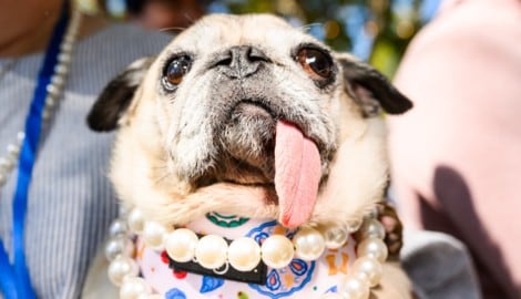 Die Mops-Hündin „Jinny Lu“ ist als „hässlichster Hund der Welt“ gekürt worden.