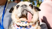 Die Mops-Hündin „Jinny Lu“ ist als „hässlichster Hund der Welt“ gekürt worden.