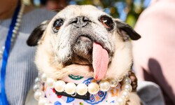 Die Mops-Hündin „Jinny Lu“ ist als „hässlichster Hund der Welt“ gekürt worden.