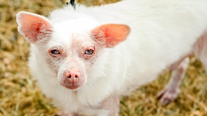 Der zweitplatzierte Hund „Pinky“