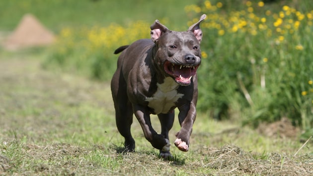 Ein Hund (Symbolbild) verletzte ein Baby.