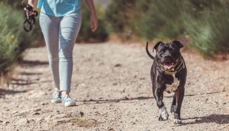 Der Pitbull lief frei herum. (Symbolbild)