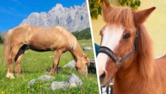 „Floki“ wurde nach wochenlangem Bangen tot aufgefunden.