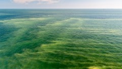 In der Ostsee haben sich große Blaualgen-Teppiche gebildet. (Symbolbild)