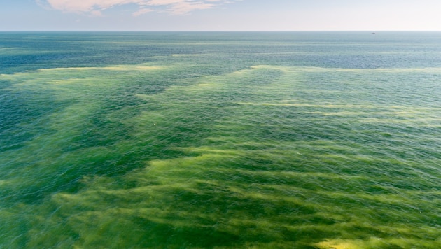 In der Ostsee haben sich große Blaualgen-Teppiche gebildet. (Symbolbild)