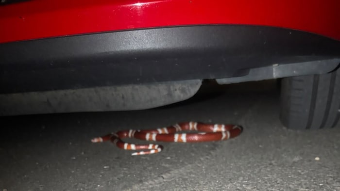 „Helga“ verschanzte sich zuerst unter einem Auto