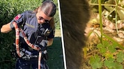 Die mutige Polizistin fing in Trofaiach Schlange „Helga“ ein – und eine Katze entdeckte in ...