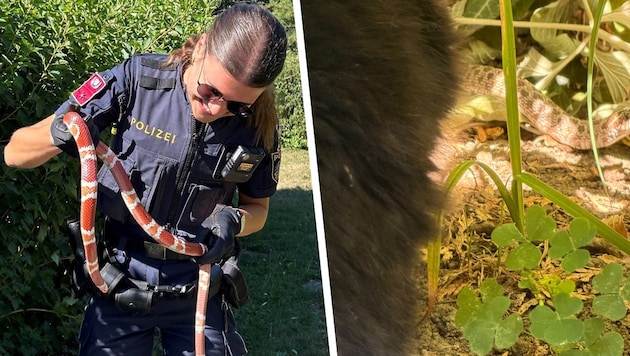 Die mutige Polizistin fing in Trofaiach Schlange „Helga“ ein – und eine Katze entdeckte in ...