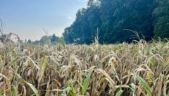 Zum Beispiel Grünschnitt aus der Landwirtschaft könnte aus verschiedenen Gemeinden zur ...
