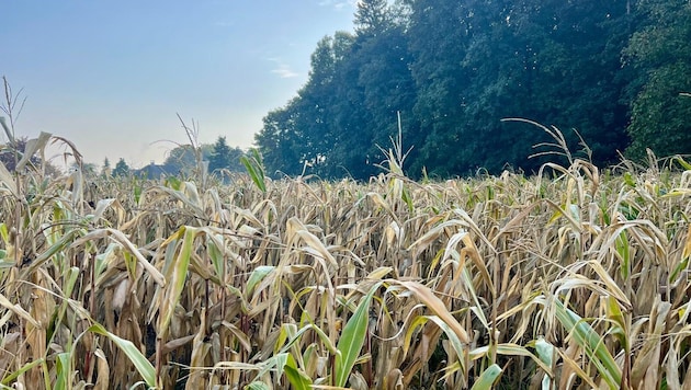 Zum Beispiel Grünschnitt aus der Landwirtschaft könnte aus verschiedenen Gemeinden zur ...