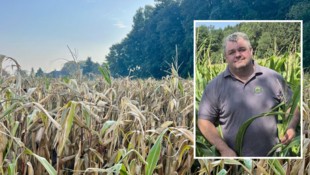 Knappes Futter im kommenden Jahr auf den Bauernhöfen: Bei Josef Handl in Wieselburg ist Mais und ...