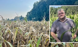Knappes Futter im kommenden Jahr auf den Bauernhöfen: Bei Josef Handl in Wieselburg ist Mais und ...
