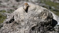 Österreich trocknet aus: Seit Monaten fehlt in weiten Teilen des Landes der Regen. Besonders der ...