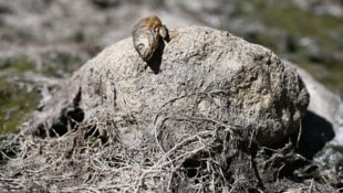 Österreich trocknet aus: Seit Monaten fehlt in weiten Teilen des Landes der Regen. Besonders der ...