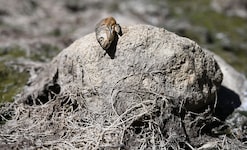 Österreich trocknet aus: Seit Monaten fehlt in weiten Teilen des Landes der Regen. Besonders der ...