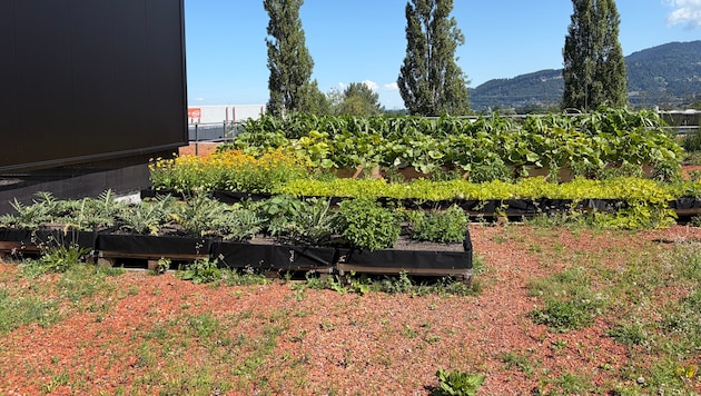 Auch so kann eine Dachterrasse aussehen – wie etwa jenes von Gebrüder Weiss in Wolfurt.