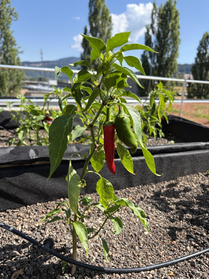 Chilis gedeihen prächtig auf der Dachterrasse.