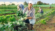 Sie arbeiten oft bei großer Hitze, leisten körperlich Schwerstarbeit und sorgen dafür, dass ...